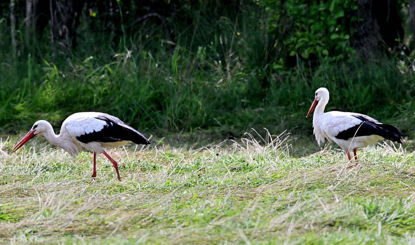 Storks in meadow by Petra De Jonge