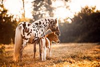 Shetlandponys und Fohlen