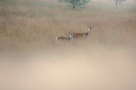 Moeder met jong van Danny Slijfer Natuurfotografie