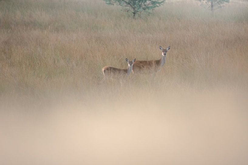 Mutter mit Jungen von Danny Slijfer Natuurfotografie