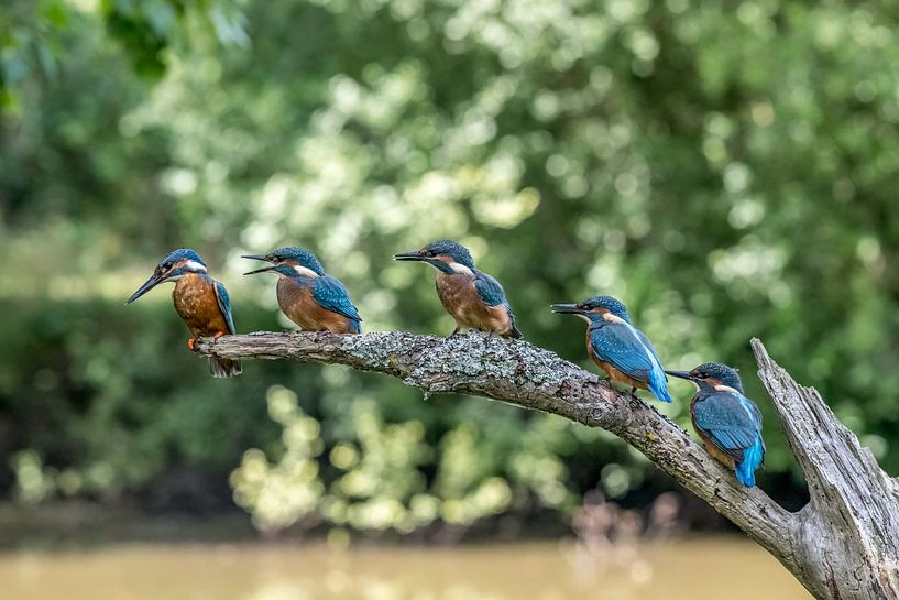 Breakfast queue! by Robert Kok