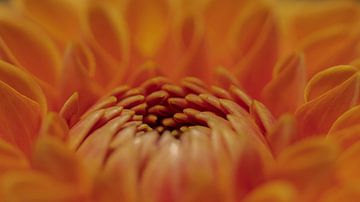 Makroaufnahme Blume von Tijmen Wierenga