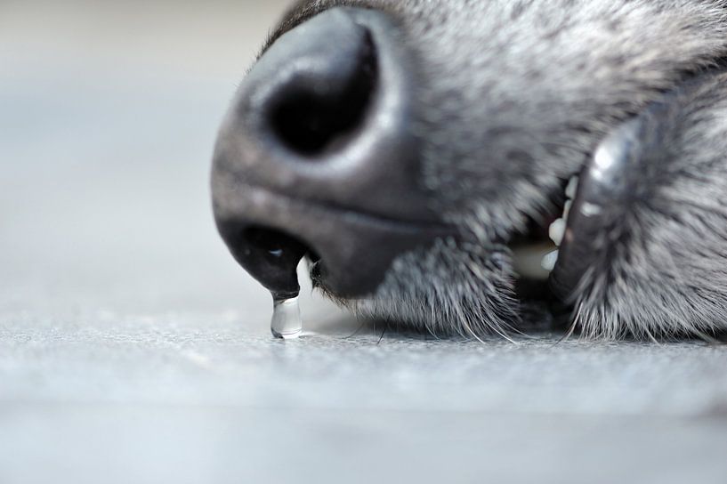 Slapende hond von Bram Huijzen