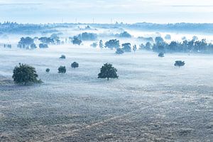 Nebel über der Kalmthoutse Heide