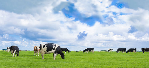 Panorama featuring Holstein-Friesian cows