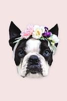 Fashion frenchie