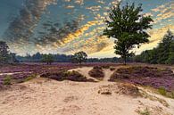 Heide in bloei zonsondergang van Martin van Kammen thumbnail