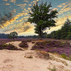 Heide in bloei zonsondergang van Martin van Kammen