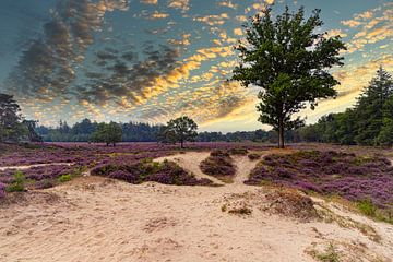 Heide in bloei zonsondergang van Martin van Kammen