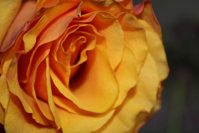 Rose by Queiroz ARTS