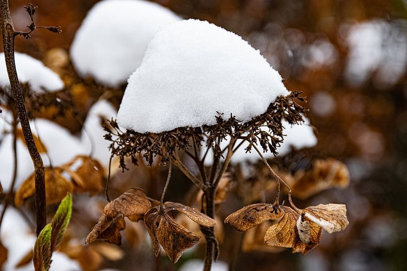 Hortensie mit Schneehut von Ingrid de Vos - Boom