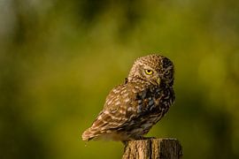 kleine Eule von miranda tijssen