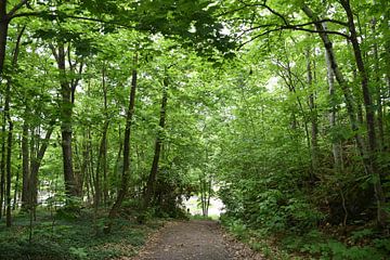 A path in a deciduous forest by Claude Laprise