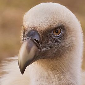 Griffon Vulture by 28Art - Yorda