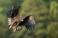 White-tailed Eagle in flight van wunderbare Erde thumbnail