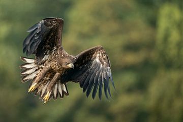 White-tailed Eagle in flight van wunderbare Erde