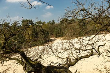 Drunense duinen bij Giersbergen 6 van Carin IJpelaar