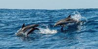 Les dauphins sauteurs