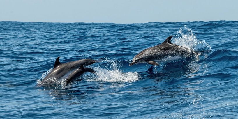 Jumping dolphins by Henk Boerman