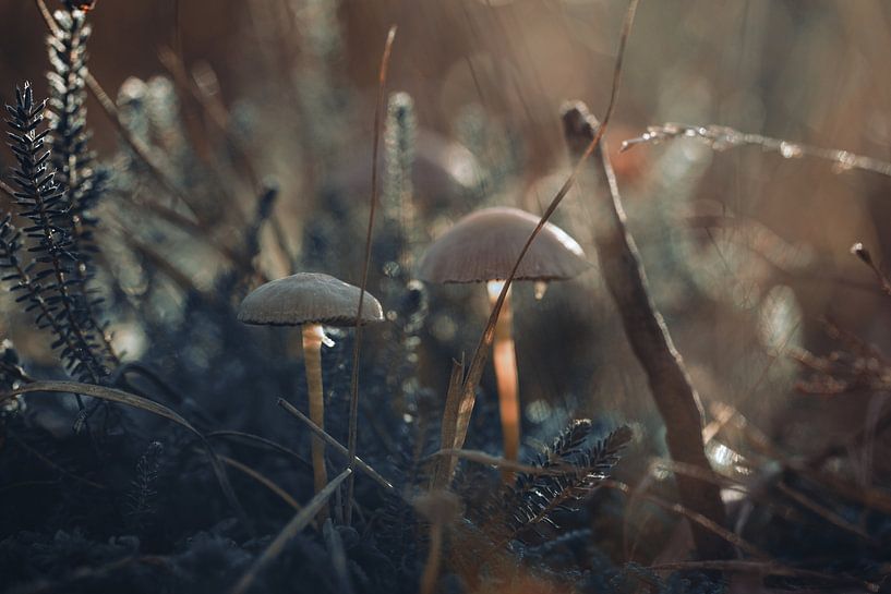 Paddenstoelen in de heide van Wolbert Erich