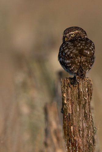 De blik van de steenuil'Athena