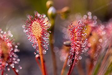 Beautiful sundew in the sun. by Els Oomis