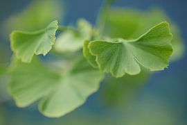 Closeup of green Ginkgo leaves with blue background by Cor de Hamer