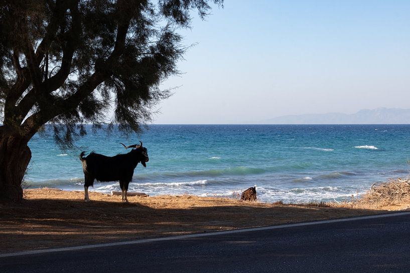 Goat enjoying seaside van Leticia Spruyt