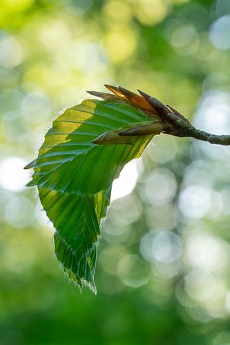Frische Buchenblätter im Frühlingslicht. Buchenblätter nach Neuaustrieb im Frühling von Jiri Viehmann
