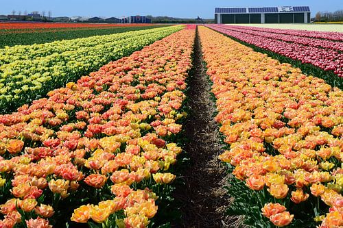 Extravagante dubbele tulpen