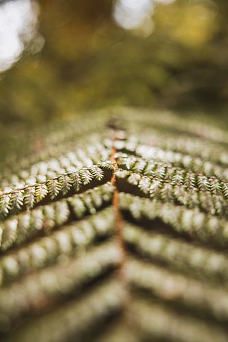 Haast Pass: Weg door Wild Nieuw-Zeeland