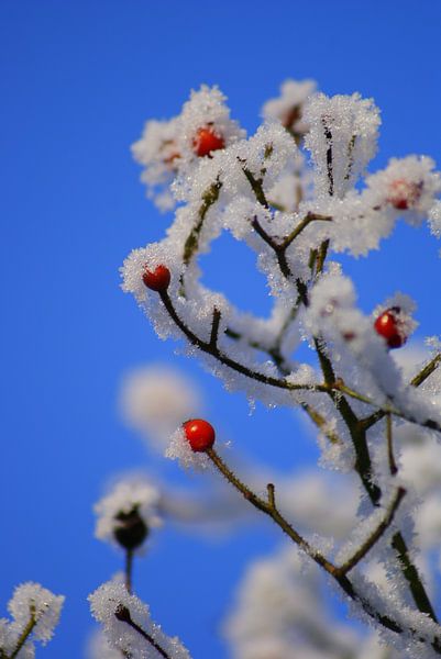 Blossom? by J. P.