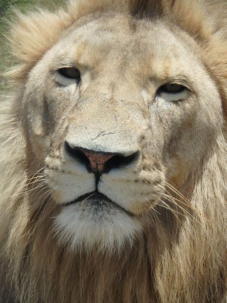 Leeuw close up by Robin van Tilborg