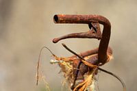 Rost.    Verrostetes Fahrrad