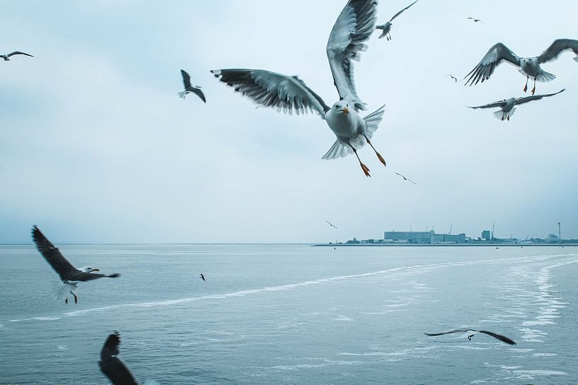 Gulls direction Texel par Leen Van de Sande