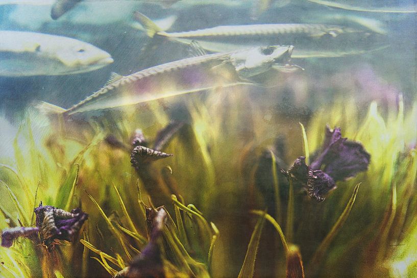 UnterWasserWelt von Petra Dreiling-Schewe