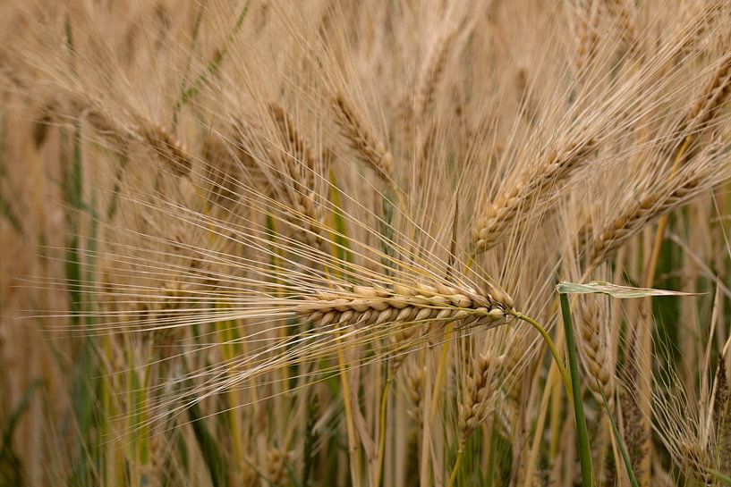 closeup of a barley culm in a crop field by W J Kok