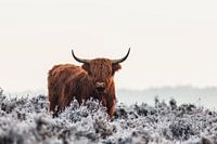 Highlander
