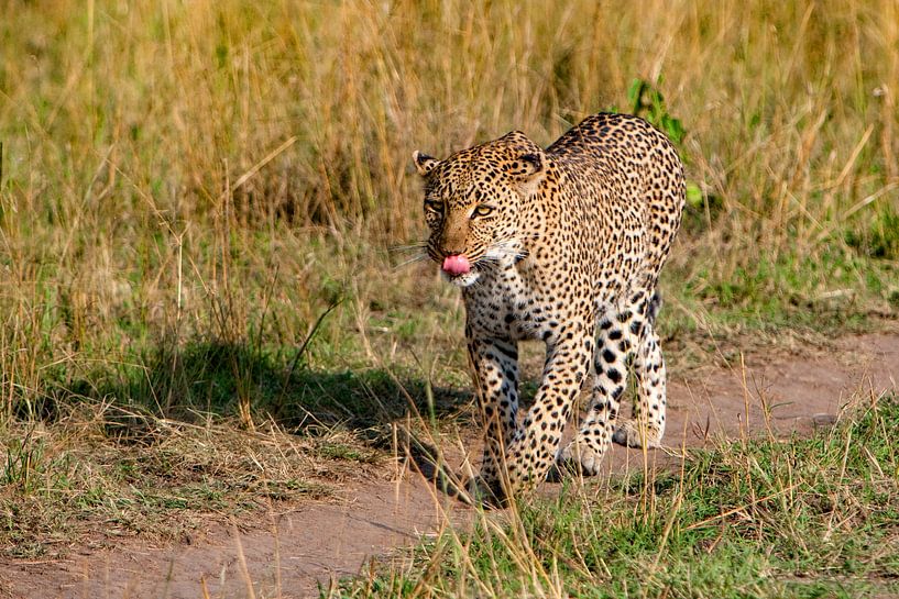 Leopard auf Tour von Peter Michel