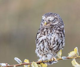 Hibou en pierre sur Lies Bakker