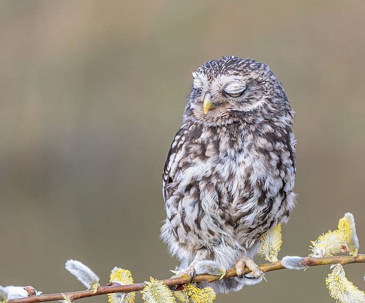 Hibou en pierre par Lies Bakker