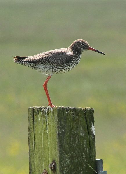 Tureluur op een paaltje by Fotografie Fryslân