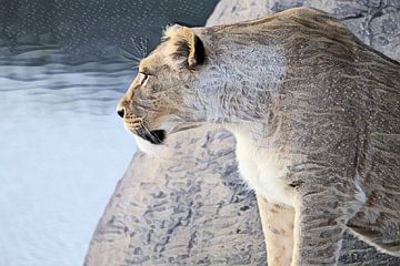 Leeuw met loerende blik kijkt uit over het water van Ans Houben