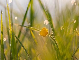 Butterblume im Bokeh-Gras