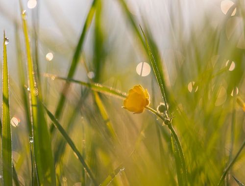 boterbloempje in het bokeh gras