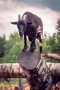 Le bouc sur D.R.Fotografie