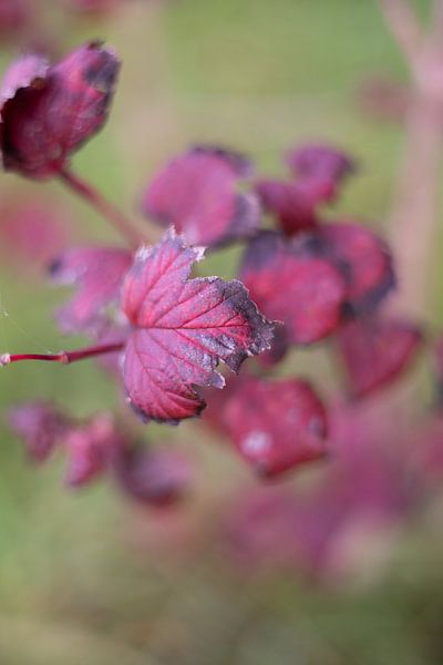 Automne subtil - Des couleurs élégantes pour un intérieur calme par Rominique Kea