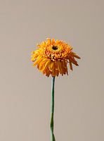 Verwelkte gelbe Blume