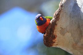 Regenboogparkiet, Queensland, Australië