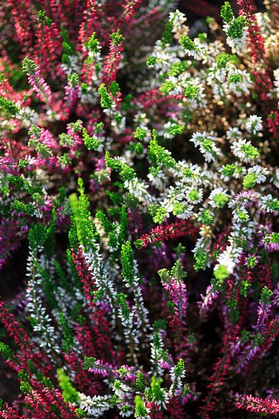 Colourful autumn season by Thomas Jäger